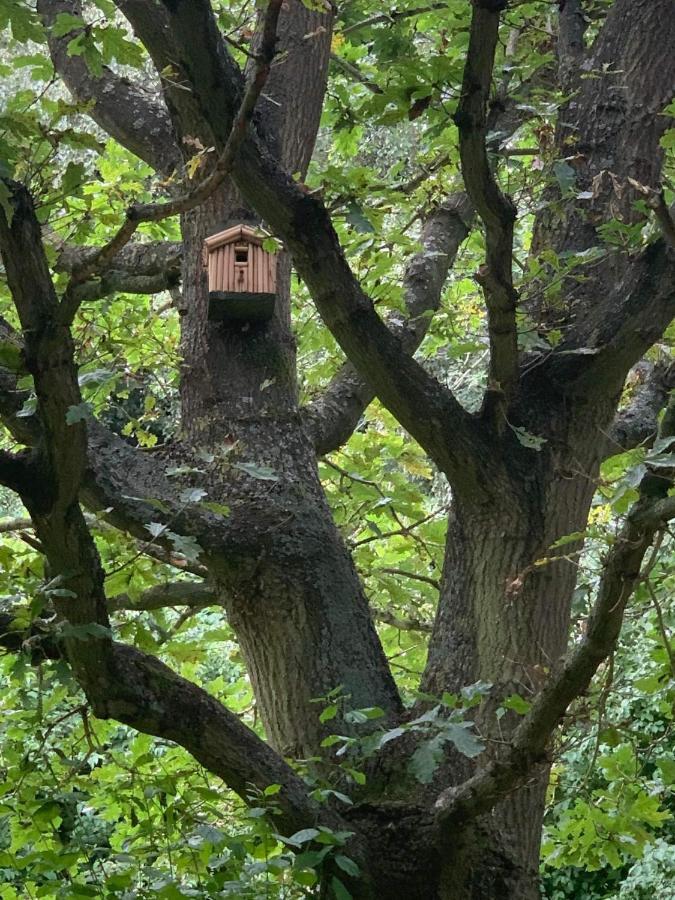 Starry Meadow & Rescued Animal Experiences Villa Горад Грэйт Ярмут Екстериор снимка