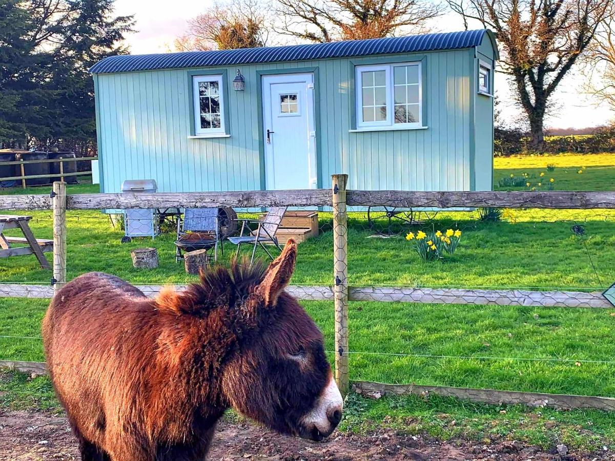 Starry Meadow & Rescued Animal Experiences Villa Горад Грэйт Ярмут Екстериор снимка